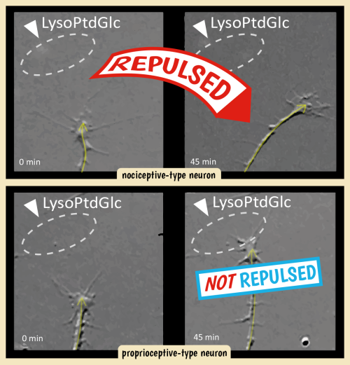 LysoPtdGlc controls the positioning of sensory neurons