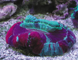 Fig. 1: A stony coral, Trachyphyllia geoffroyi, emitting colorful fluorescence in a tank in an aquarium shop.