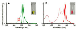 図2：緑状態(A)と赤状態(B)のKaede蛋白質の励起(点線)・蛍光(実線)スペクトル。写真はチューブに入ったサンプルを示す。