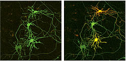 Fig.3: Optical marking of individual neurons in a hippocampal primary culture