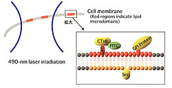 Fig.1: Micro-CALI-mediated disruption of lipid microdomains in local subcellular area