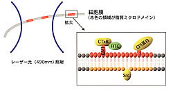 図1：Micro-CALI法による脂質ミクロドメインの部位選択的機能阻害
