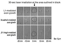 Fig.2: Axon growth is affected by inactivating lipid microdomains in the growth cone