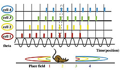 図2：シータ位相歳差から記憶を作る海馬神経回路モデル。