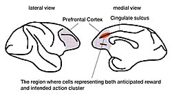 Fig. 1: The cerebral cortex of monkeys, seen from the lateral and medial side.