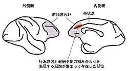図1：サルの大脳皮質を外側と内側から見た図