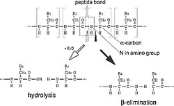 Fig. 2: Comparison between Beta Elimination and Hydrolysis Reactions