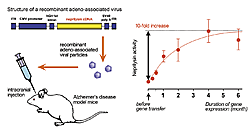 Fig.1: Viral vector injection and duration of gene expression