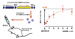 図1：ウイルスベクターの注入と遺伝子発現の持続期間