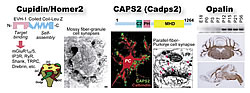 Fig.2: Brain development-related molecules Cupidin/Homer2, CAPS2, and Opalin
