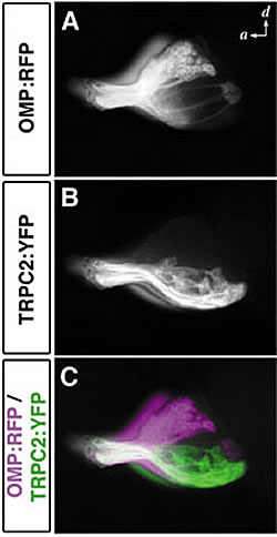 Fig.2: Visualization of Olfactory Neural Circuitry in Zebrafish.