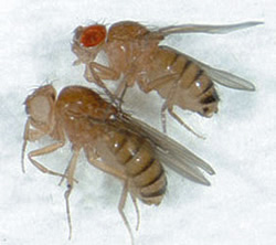 Red eyed and white eyed fruit flies