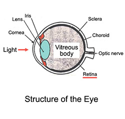Fig.1: Structure of the Eye