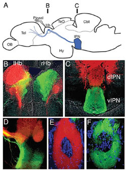 Fig.1: Asymmetric projections from the habenular nuclei to the IPN