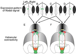 図3：Nodalシグナルの発現パターン（A-D）と手綱核神経結合パターン（E、F）の関係を模式的に示した図。