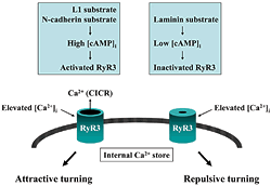 図3：成長円錐の移動方向と3型リアノジン受容体（RyR3）活性制御の関連性。