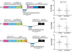 図2：ネトリンG1遺伝子のアイソフォーム別発現解析