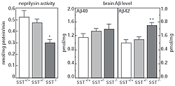 Fig.2: Neprilysin activity and Aβ levels in SST-deficient mouse brain.
