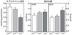 図2：SST-KOマウスにおけるネプリライシン活性及び脳内Aβ量。