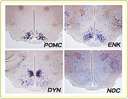 Fig.2: Examples of opioid peptide expression patterns in the arcuate nucleus of the mouse. Amazingly, practically all of the brain's endorphin originates in this one single area as part of a larger precursor peptide known as pro-opiomelanocortin (POMC). The other three opioid peptides, enkephalin (ENK), dynorphin (DYN) and nociceptin (NOC) are also found in the arcuate nucleus, but are also widely spread throughout the brain.
