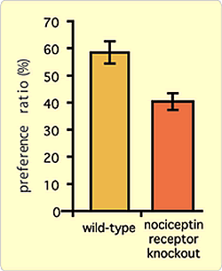 Fig.4: Much of our work focuses on how nociceptin controls the expression of pleasure and the transition to drug addiction. However, the nociceptin of the brain not only controls responses to addictive drugs, but also to natural addictions such as tasty food. The Fig. shows that mice without nociceptin receptors (knockouts) show the unnatural behavior of a reduced preference for a sweet diet.