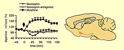 Fig.5: The mesolimbic dopamine system (shown in red in the left panel of a rat brain in cross-section) has long been considered the most fundamental neural system mediating pleasure and reinforced behaviors. Virtually all pleasurable experiences, such as rewarding drugs, activate this system. In contrast, our studies show that the activity of the mesolimbic dopamine system is suppressed by administering nociceptin. However, under normal circumstances, the nociceptin already contained in the brain does not influence the activity of the mesolimbic dopamine system, as demonstrated by administration of a nociceptin antagonist.