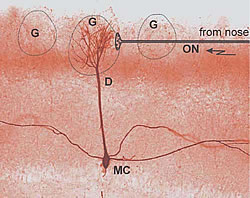 図1：嗅覚糸球体（G、点線）における僧帽細胞（MC）のふさのような樹状突起上の嗅神経（ON）シナプスの組織概要図。背景画像はbiocytinを注入した僧帽細胞。 