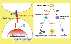 Fig.1: Notch signal induces differentiation of glia from neural stem cells