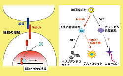 図1：神経幹細胞分化におけるNotchシグナルの役割