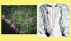 図2：［左］小脳プルキンエ細胞におけるDNERの発現（ピンク）と、それを取り囲むバーグマングリア（緑）。［右］野生型 （wildtype）とDNERノックアウト（knockout）マウスのバーグマングリアの形態。プルキンエ細胞でのDNERの機能が欠損すると、バーグマングリアの突起形成不全を起こす。 