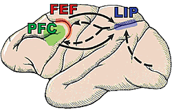 図1：調査対象の三領域を示した、アカゲサルの脳の側面視