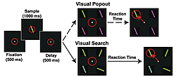 Fig. 2: Top-down and bottom-up attention tasks