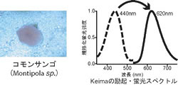 図1：Keimaの由来と性質