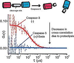 Fig. 2-a: Single laser wavelength (458nm) excitation FCCS using mKeima and CFP to monitor proteolysis by Caspase-3