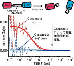 図2－a：mKeimaとCFPを用いた一波長励起FCCSでのCaspase-3によるペプチド分解の検出