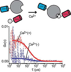 Fig. 2-b: Single laser wavelength (458nm) excitation FCCS using mKeima and CFP to monitor CaM-CaMKI depend on calcium