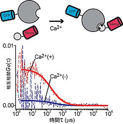 図2－b：FCCSによるCaMとCaMKIのカルシウム依存的な相互作用の検出