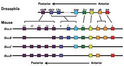 Fig. 1: Comparison of chromosomal structure of <em>Hox</em> genes between drosophila and mouse