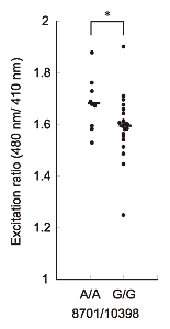 Fig. 3: Differences in mitochondrial calcium levels between 8701 and 10398 mitochondrial DNA are of the AA type or GG type y-axis shows the fluorescence ratio