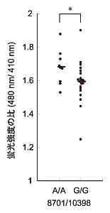 図3：ミトコンドリアDNAの8701番／10398番の2つの部位がAA型である場合とGG型である場合のミトコンドリア内カルシウム濃度の違い