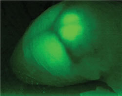 Fig. 1: Head of a GFP/GAD67 mouse (at birth)