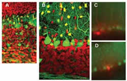 Fig. 2: Development (A, B) and analyses (C, D) of GABAergic neurons in mouse cerebellar cortex five (A) and 15 days after birth (B)