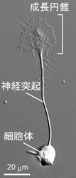 図1：ニワトリ胚由来の培養神経細胞の成長円錐