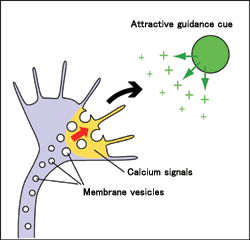 Fig. 3: Mechanism of Growth Cone Attraction