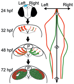 Fig. 1: Timing of Neurogenesis and Left-Right Asymmetry of Zebrafish Habenular Sub-nuclei