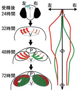 図1：神経細胞誕生のタイミングとゼブラフィッシュ手綱核の左右非対称性