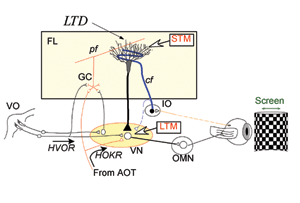 Fig. 3: Transfer of Motor Memory Trace from Cerebellum to Vestibular Nuclei