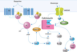 Fig. 2 Relationships among the calcineurin, dopaminergic and glutamatergic pathways.