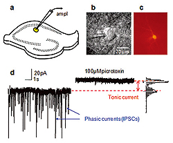 Fig.2: Tonic GABA<sub>A</sub> receptor mediated current in CA1 interneurons