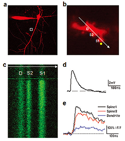 図3：海馬のCA1錐体ニューロンにおける二光子カルシウムイメージング、二光子MNI-グルタミン酸アンケージング、そして電流固定法による記録の組み合わせ